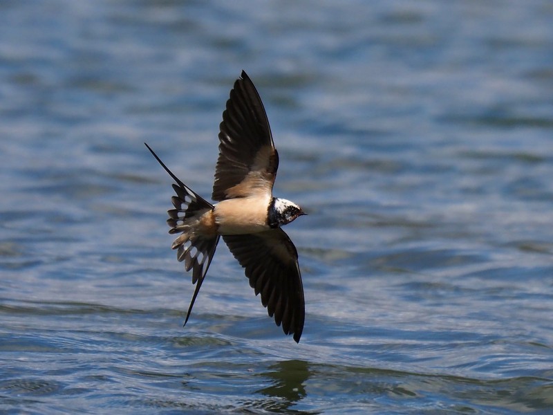 rondine leucistica